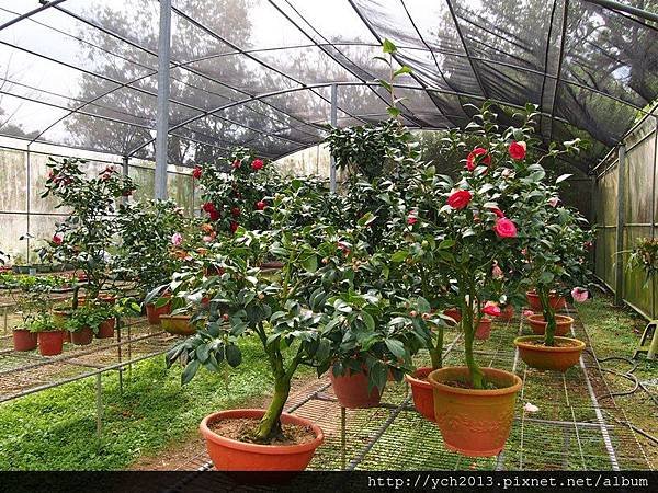 雅聞香草植物工廠(苗栗三義)