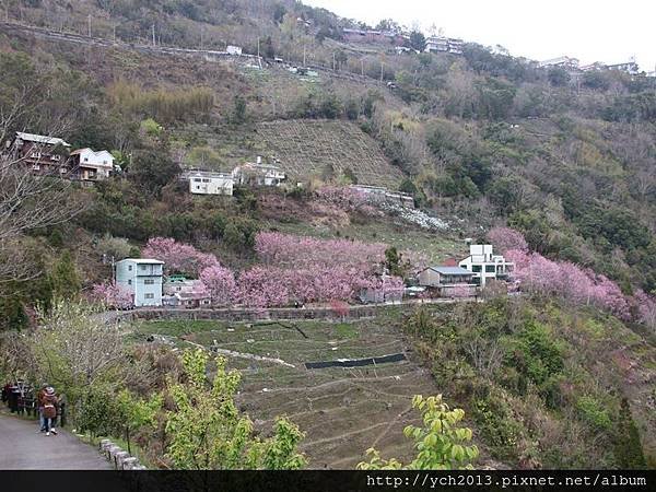 中巴陵櫻木花道(1).JPG