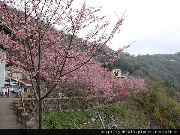 中巴陵櫻木花道(2).JPG