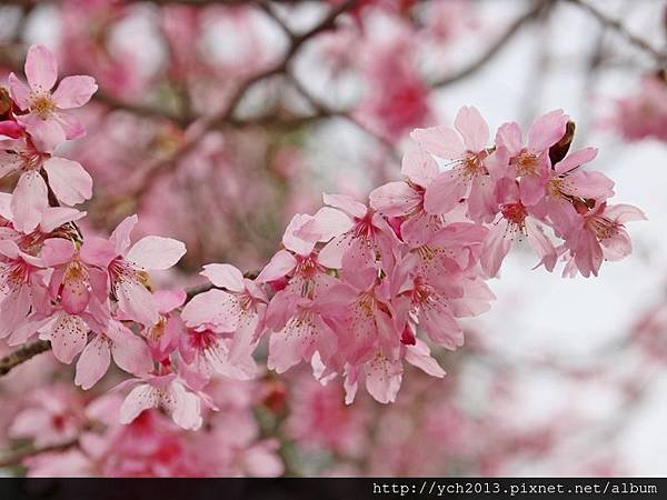 中巴陵櫻木花道(6).JPG