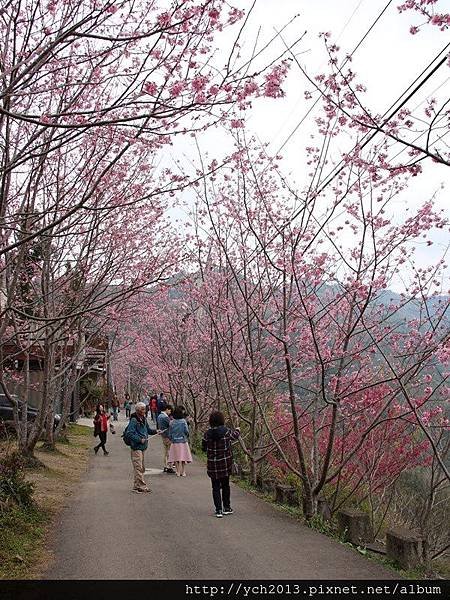 中巴陵櫻木花道(10).JPG