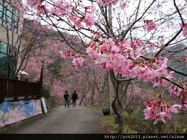 中巴陵櫻木花道(12).JPG