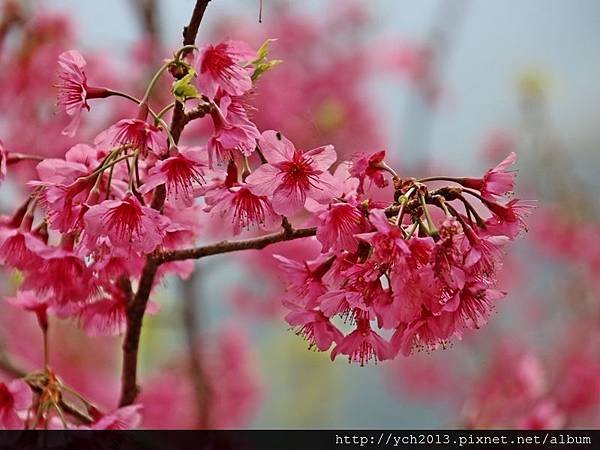 中巴陵櫻木花道(11).JPG