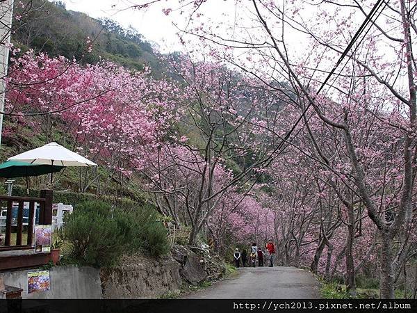 中巴陵櫻木花道(15).JPG