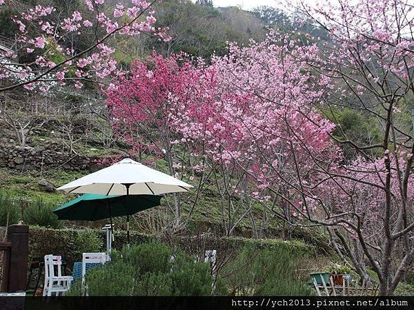 中巴陵櫻木花道(16).JPG