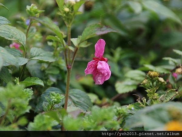 中巴陵櫻木花道(18).JPG