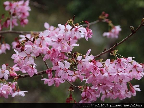 中巴陵櫻木花道(22).JPG