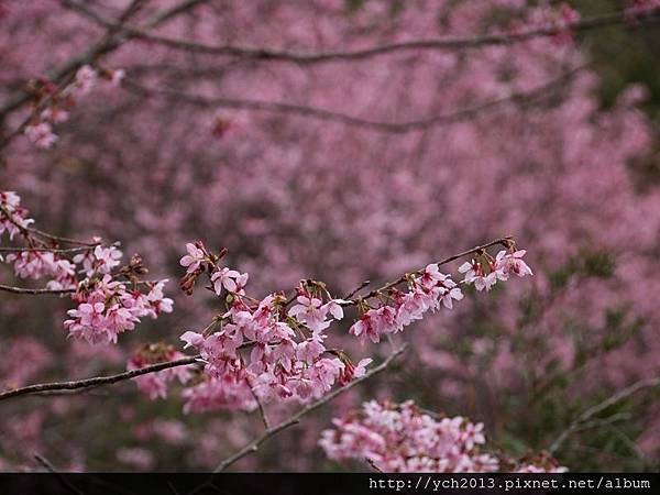 中巴陵櫻木花道(23).JPG