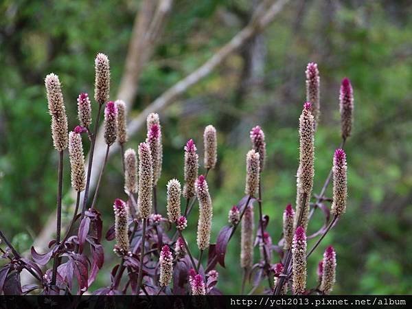 中巴陵櫻木花道(25).JPG