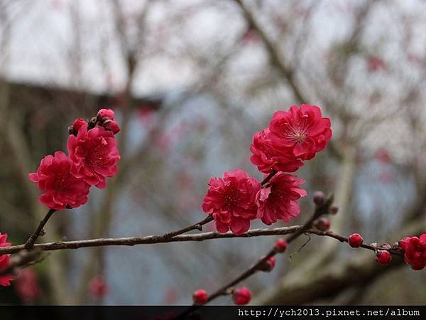 中巴陵櫻木花道(29).JPG