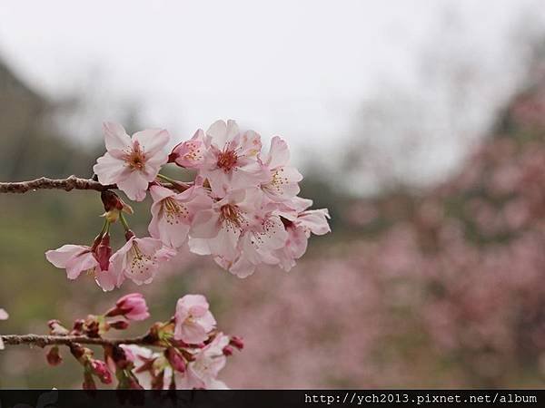 恩愛農場(13).JPG