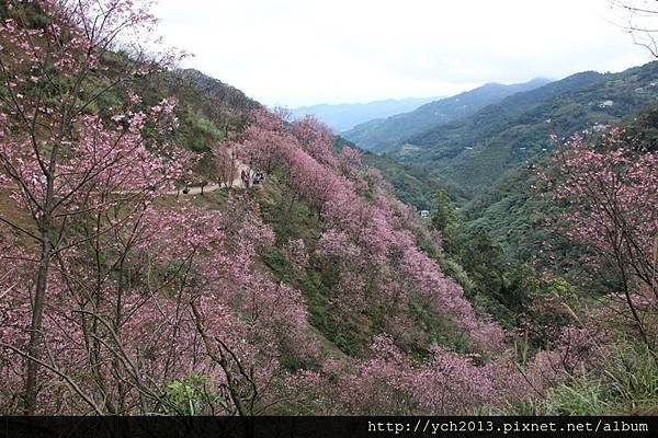 三峽竹崙路(9).JPG