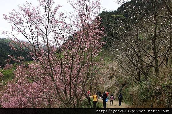 三峽竹崙路(15).JPG