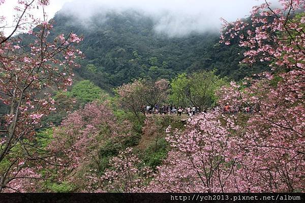 三峽竹崙路(20).JPG