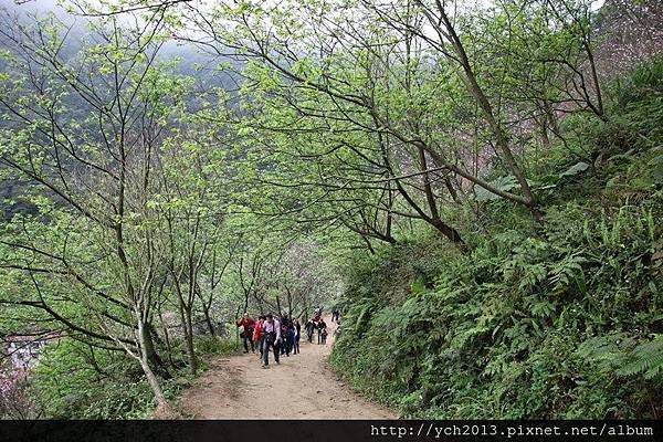 三峽竹崙路(26).JPG