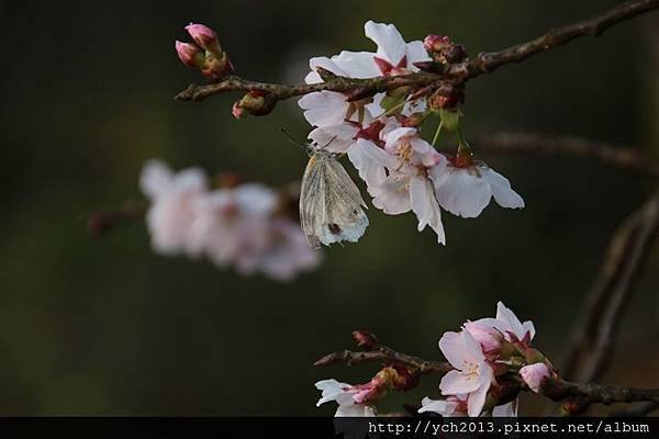 陽明山公園(30).JPG