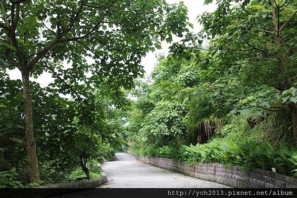 苗栗大湖薑麻園，涼風送爽薑薑好