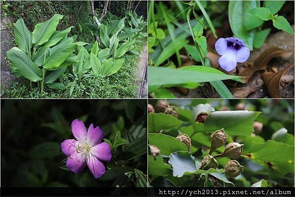 苗栗大湖薑麻園，涼風送爽薑薑好