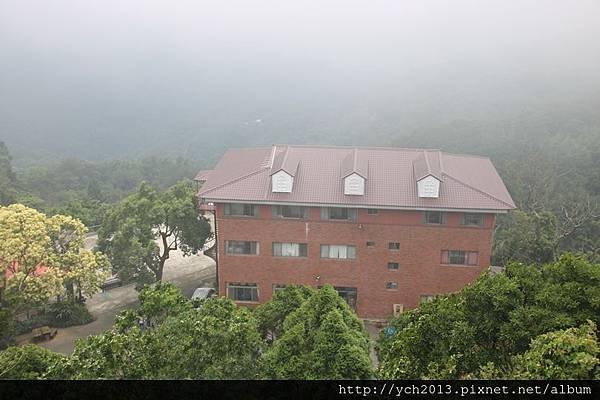 苗栗大湖薑麻園，涼風送爽薑薑好