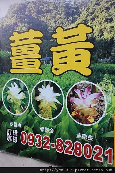 苗栗大湖薑麻園，涼風送爽薑薑好