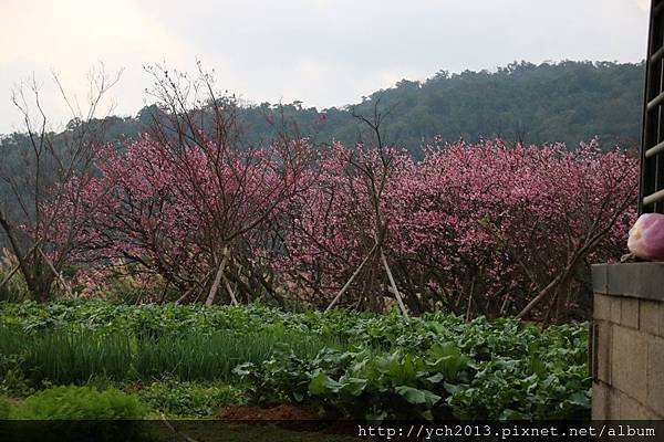 平菁街(26).JPG