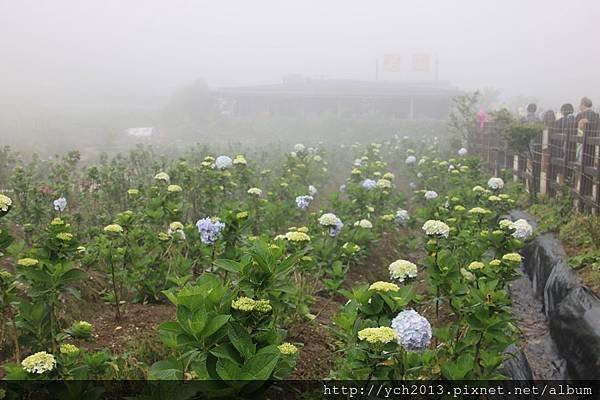 (35)頂湖.JPG