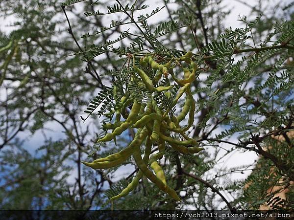 (54)castle velvet mesquite.JPG