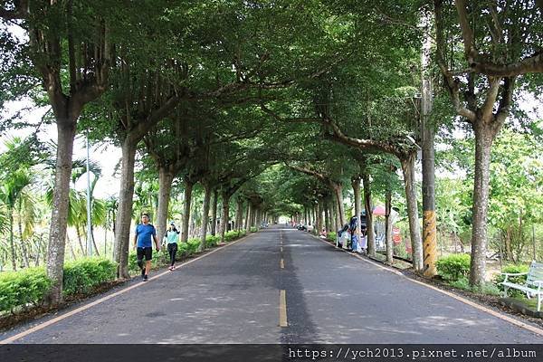 (1)潮州綠色隧道.JPG