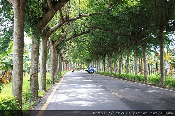 (2)潮州綠色隧道.JPG