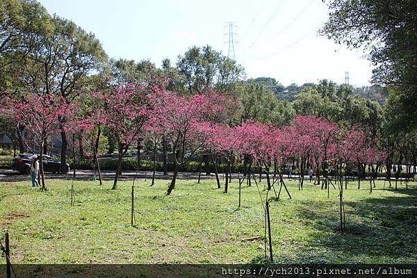 桃園龜山長庚養生村群櫻爭豔、桃李爭妍