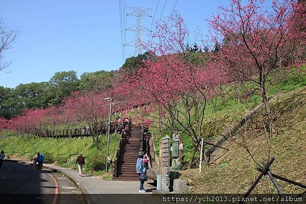 桃園龜山長庚養生村群櫻爭豔、桃李爭妍