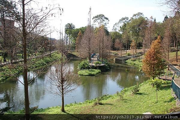 桃園龜山長庚養生村群櫻爭豔、桃李爭妍