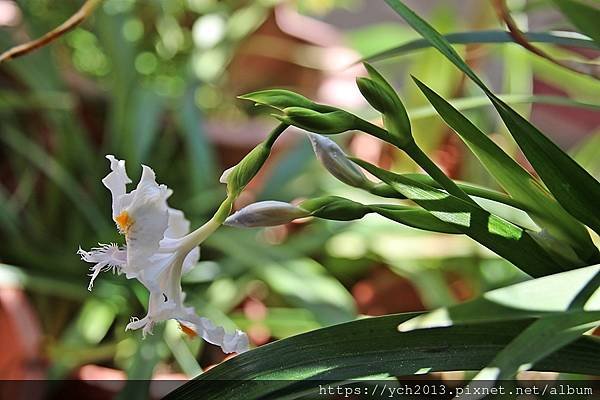 陽台上的日本鳶尾終於開花了