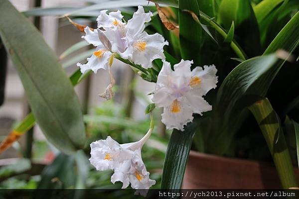 陽台上的日本鳶尾終於開花了