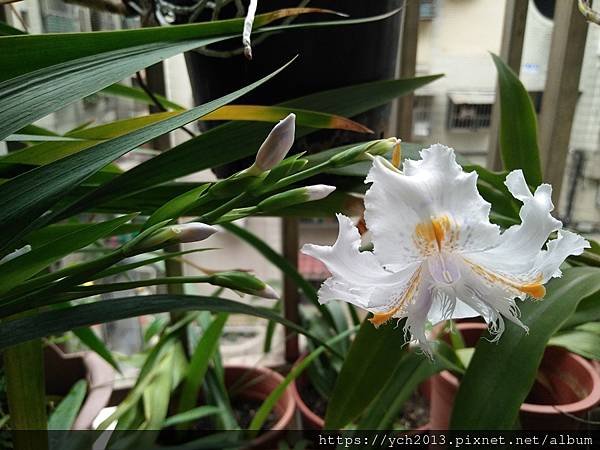 陽台上的日本鳶尾終於開花了