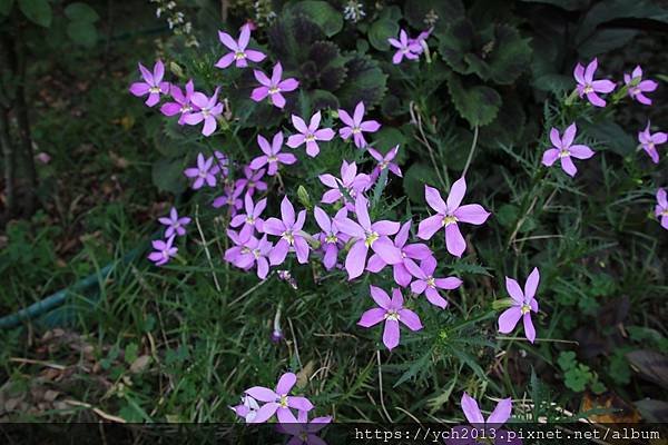 (81)流星花  腋花同瓣草.JPG