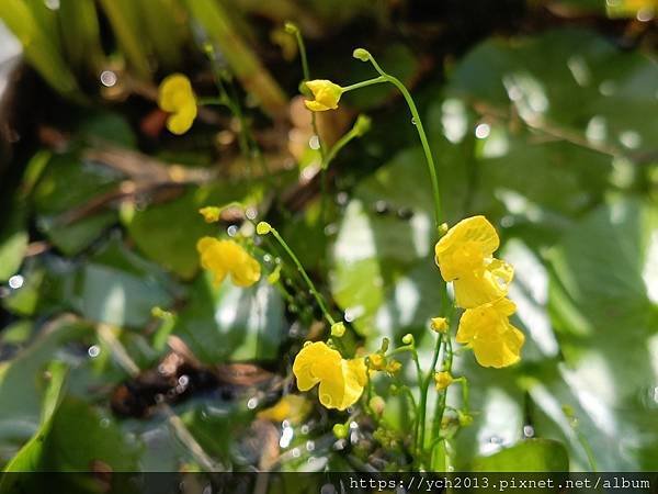 花卉中心(11).jpg