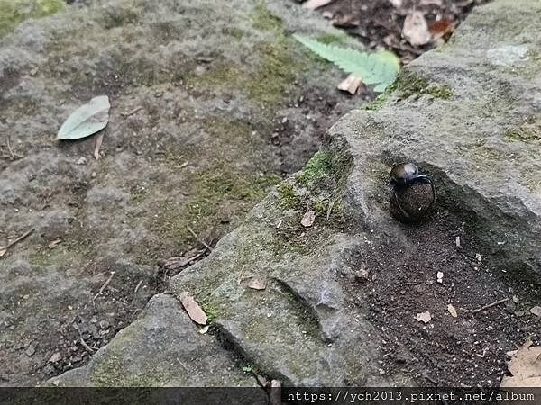 陽明山步道／炎夏紗帽山輕鬆走／巧遇糞金龜下樓梯