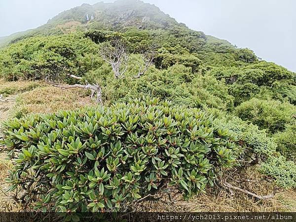 南投景點／樓梯無窮盡、陡上陡下合歡東峰