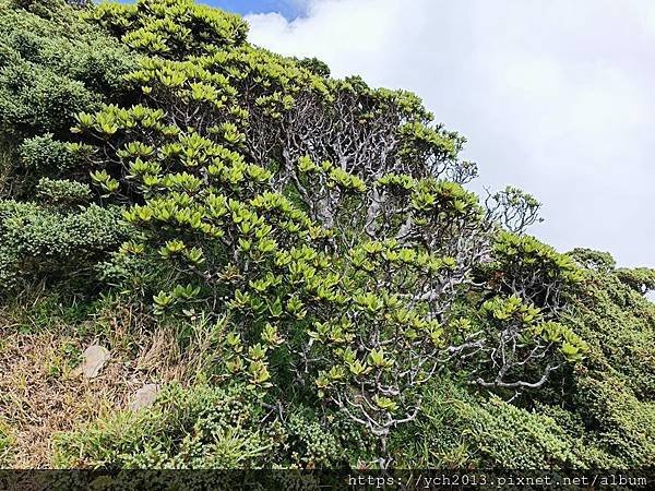 南投景點／樓梯無窮盡、陡上陡下合歡東峰