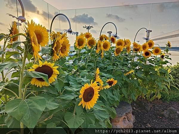 新加坡樟宜機場第一、二航廈逛花園