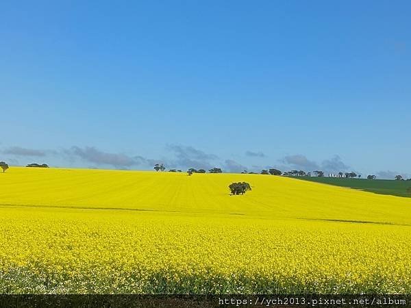 西澳旅遊／伯斯往東／一望無際油菜花田與麥田／休息站巧遇羊駝與