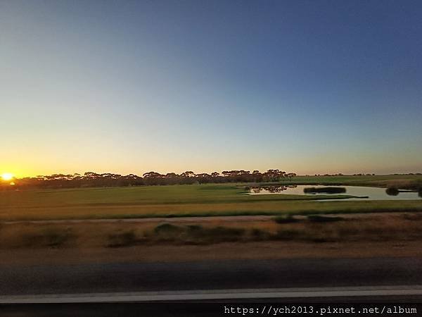 西澳旅遊／伯斯往東／一望無際油菜花田與麥田／休息站巧遇羊駝與