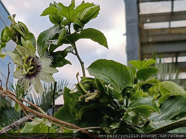 百香果之花與果／passion fruit不是熱情，是受難