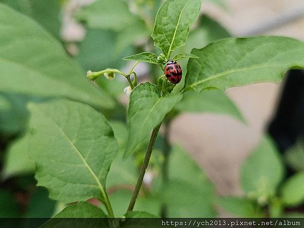 盆中自來生長茂盛的龍葵(黑甜仔)／煮黑甜仔糜一級棒