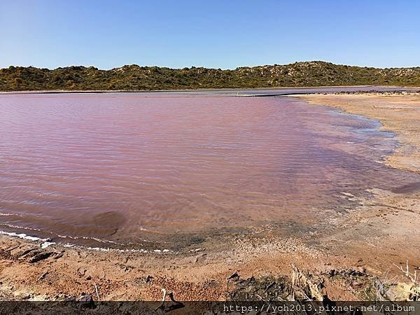 西澳Port Gregory 絕美粉紅湖Hutt Lagoo