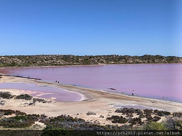 西澳Port Gregory 絕美粉紅湖Hutt Lagoo