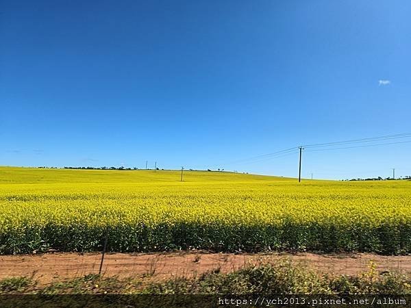 西澳旅遊／風剪樹附近Central Greenough Ca