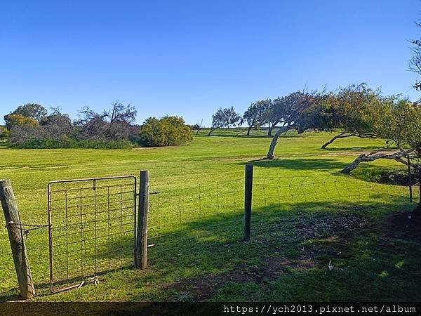 西澳旅遊／風剪樹附近Central Greenough Ca