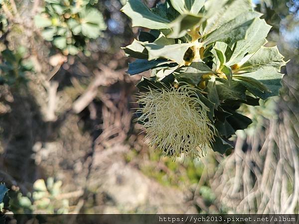 西澳旅遊／朱里恩灣Jurien Bay休息／參觀南邦國家公園